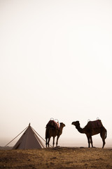 chameaux dans le désert dans un camp 
