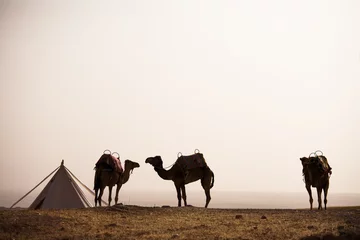Crédence de cuisine en verre imprimé Chameau chameaux dans le désert dans un camp avec une tente