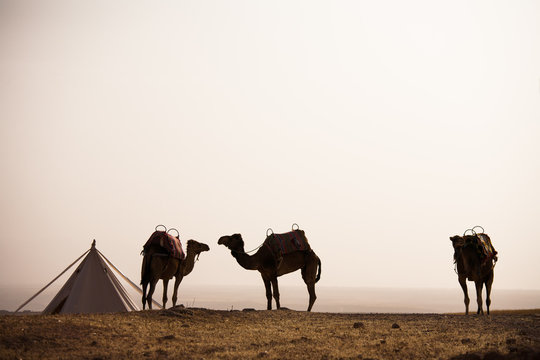 chameaux dans le désert dans un camp avec une tente