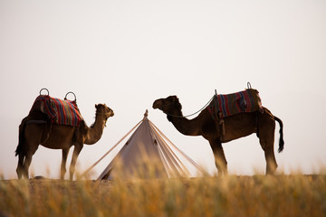 chameaux dans le désert dans un camp avec une tente