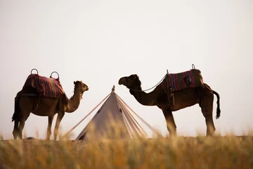 Crédence de cuisine en verre imprimé Chameau chameaux dans le désert dans un camp avec une tente