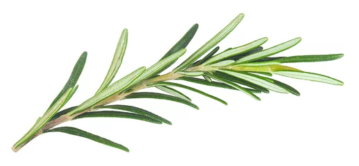 Tuinposter fresh rosemary isolated in closeup © armash