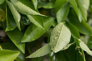 Orange leaves after a soft rain
