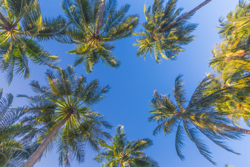 Naklejka na ściany i meble Beautiful palm trees on the beautiful landscape background. Vintage Palm Trees Vintage clear summer skies. Tropical beach palm trees relaxation zen inspirational nature background concept