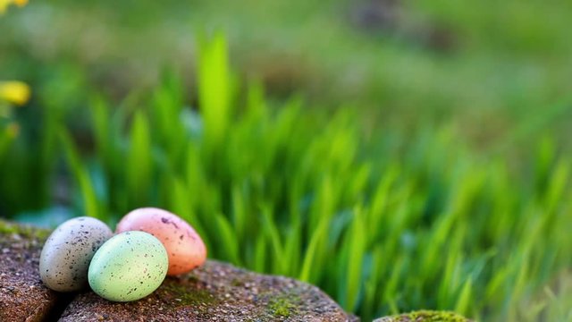 narcissus and easter eggs on the spring background