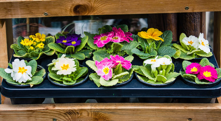 Fototapeta na wymiar colorful primroses in flower pot