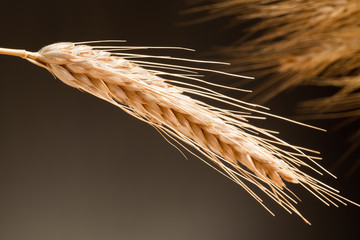 Detail Of Wheat On The Dark Background