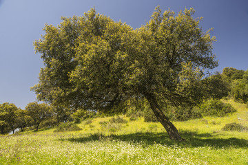 Encina en primavera, en la sierra de Andujar.