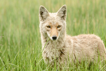 Coyote Portrait