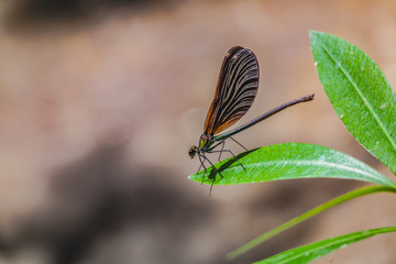 dragonfly close-up photography