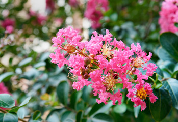 Lagerstroemia Flower or Crape flower