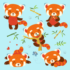 vector cartoon red panda set