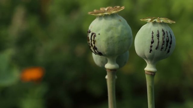 Papaver (poppy) seed pod close up on the green field background. The black  opium gum resin latex drops from scratches. Lockdown.  