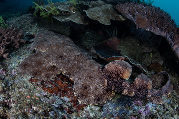Tasseled Wobbegong on Raja Ampat Seafloor