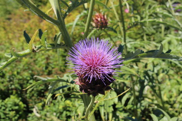 Blue "Globe Artichoke" flower (or Alcachofra, Alcachofera, Artichaut) in St. Gallen, Switzerland. Its Latin name is Cynara Scolymus (Syn Cynarae Folium).
