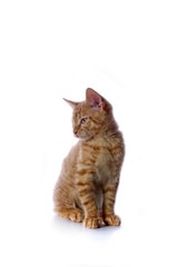 Ingwer Katze auf weißem Hintergrund.