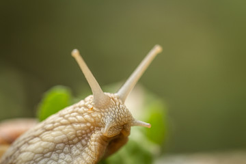 Roman snail aka Burgundy snail - Helix pomatia - portrait