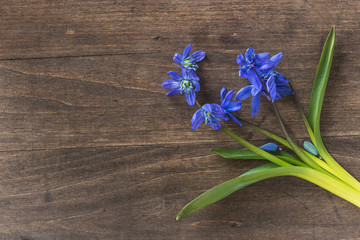 spring flowers/sibirian squil flowers on a dark wooden background with copy space