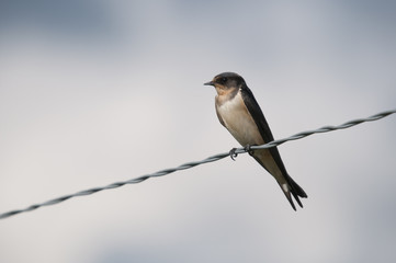 Swallow on Perch