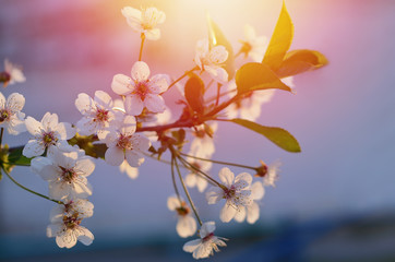 Cherry blossom twig, sunny