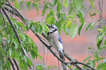 Blue Jay