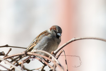 Portrait of an angry sparrow