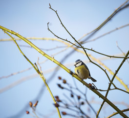 Blaumeise in Ästen