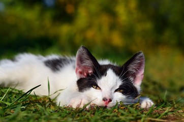 Naklejka na ściany i meble Kitten lies in the green grass outdoor on summer sunny day