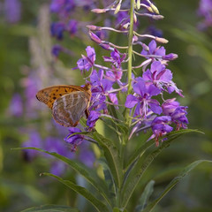Бабочка на цветке Иван-чая