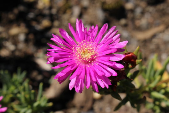 "Ice Plant" flower in St. Gallen, Switzerland. Its Latin name is Lampranthus Conspicuus, native to South Africa.