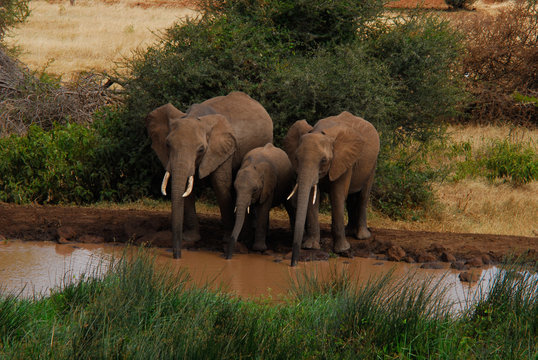 Elephants at Watering Hole
