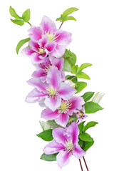 Pink Clematis Flowers