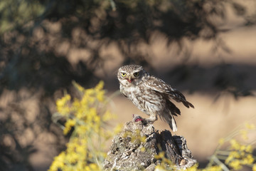 Little owl 009