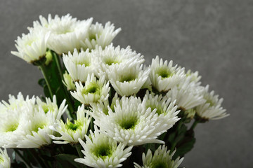 White chrysanthemums on gray