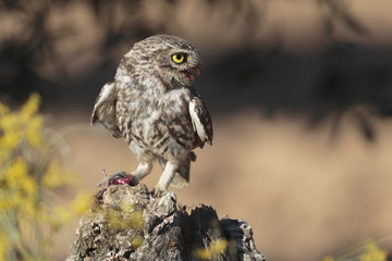 Little owl 008