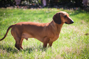 Dachshund Standing in Grass