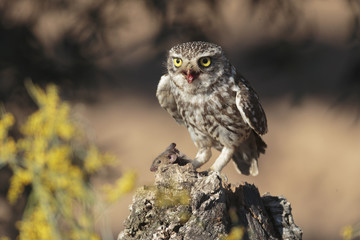 Little owl 006