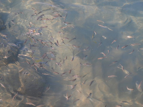 Fisch und junge Fische im seichten Wasser
