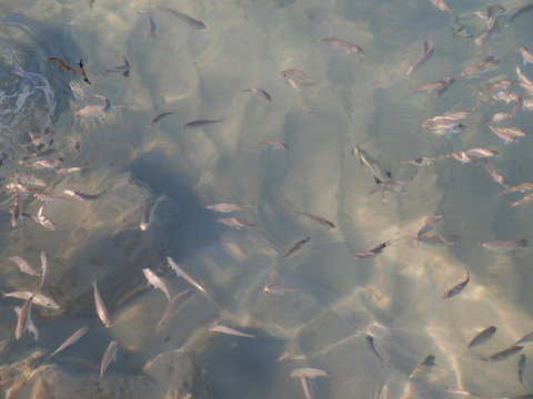 Fisch und junge Fische im seichten Wasser