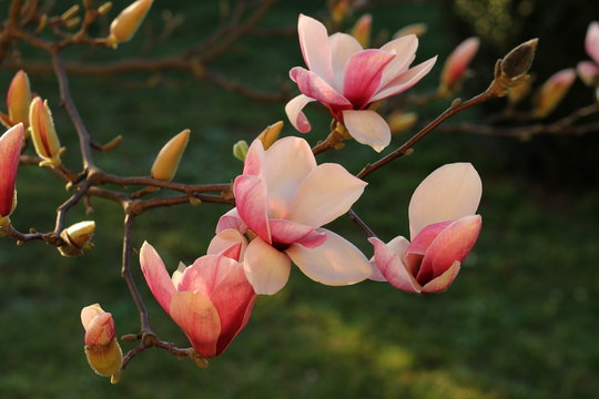 Fototapeta Pink magnolia flowers in the garden 