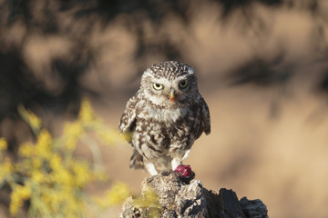 Little owl 003