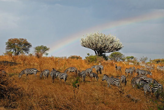 Rainbow and Zebras