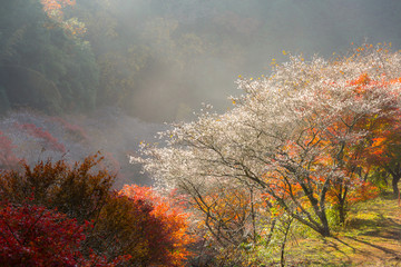 Fototapeta na wymiar Nagoya, Obara Sakura in autumn