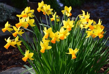 Fr&uuml;hlingsboten, Narzissen
( Narcissus )