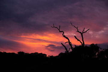 Sunrise and Tree