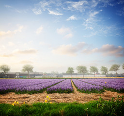 Fototapeta na wymiar Famouse dutch blue hyacinth and yellow daffodil flower rows on field, retro toned