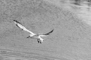 Black and white image of a seagull flying over still water