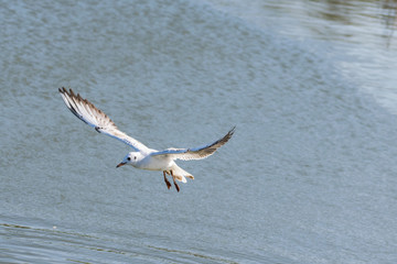 Seagull in flight