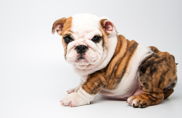 English Bulldog puppy