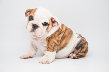 ENGLISH BULLDOG PUPPY